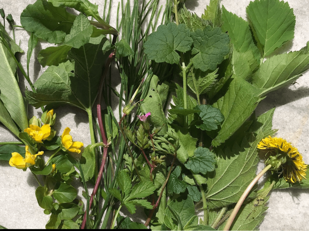 Welches Kraut hilft?